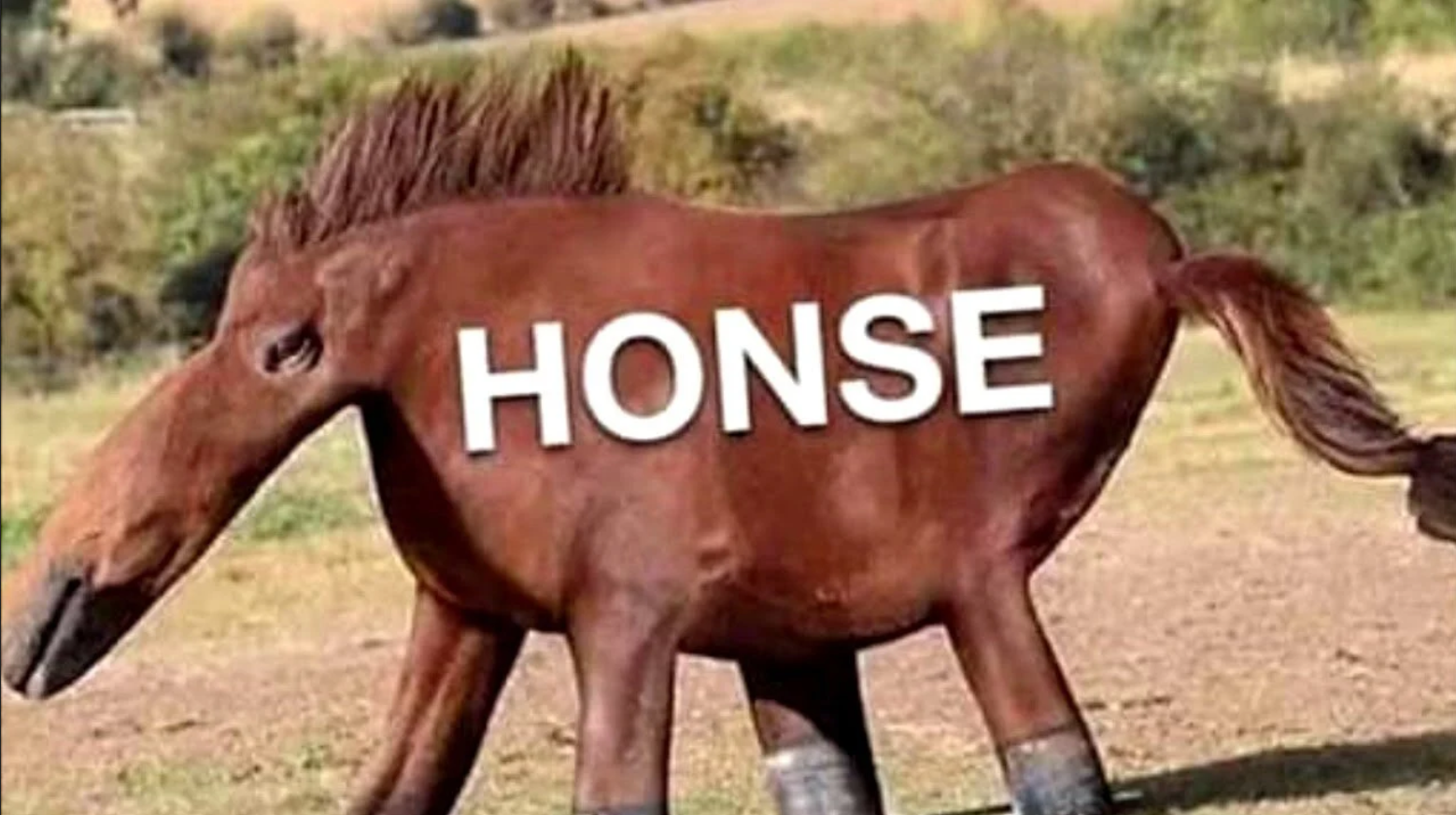 funny horse, called honse
